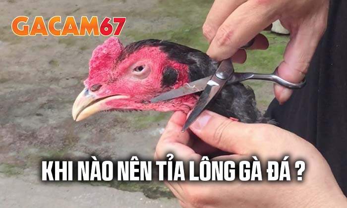 Khi nào nên tỉa lông gà đá Khi nào nên tỉa lông gà đá